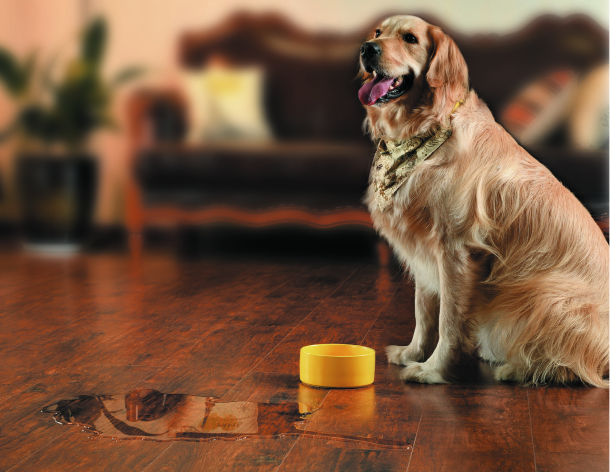 Pet-friendly laminate flooring